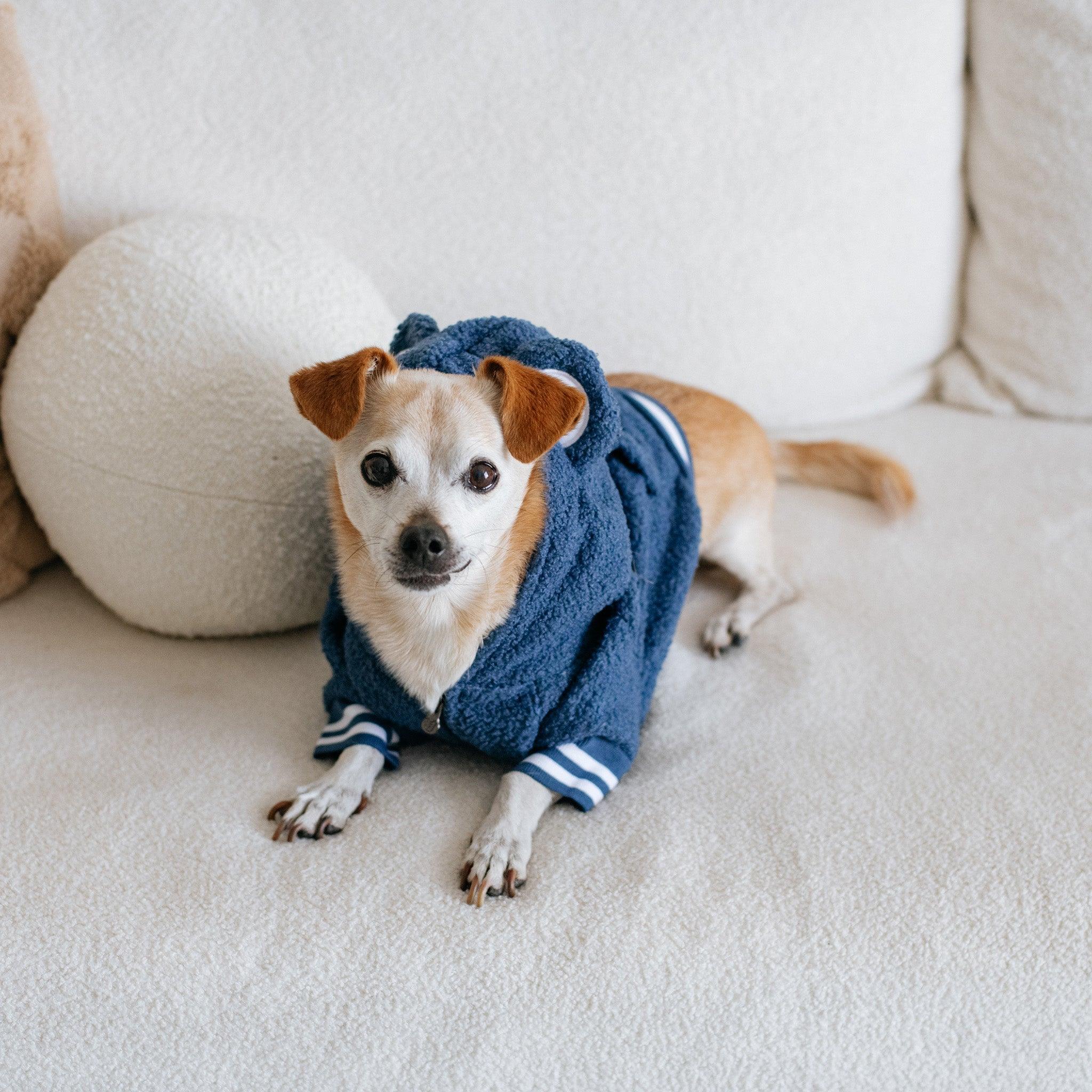 Frenchie Dog Hoodie - Blue Teddy - Image 3