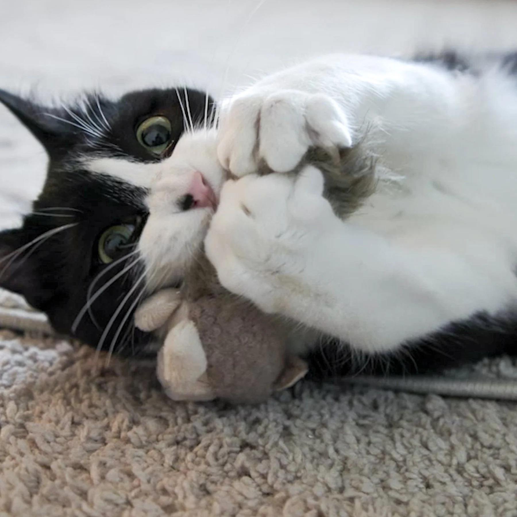 HuggleKats® Wee Fellar Squirrelie Cat Toy - Image 7