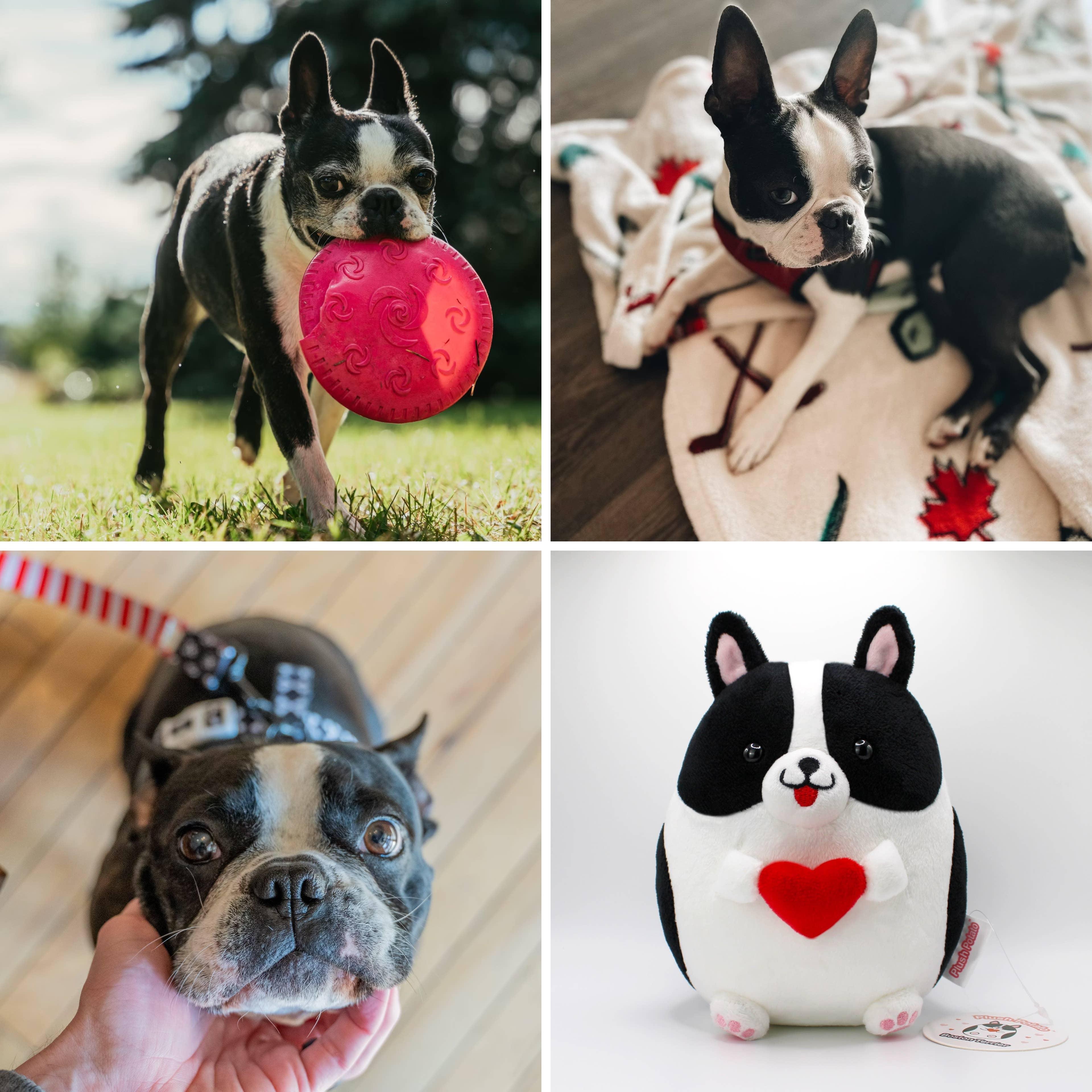 Tomoko Maruyama - Boston Terrier Plush Toy - Black and White - Image 6
