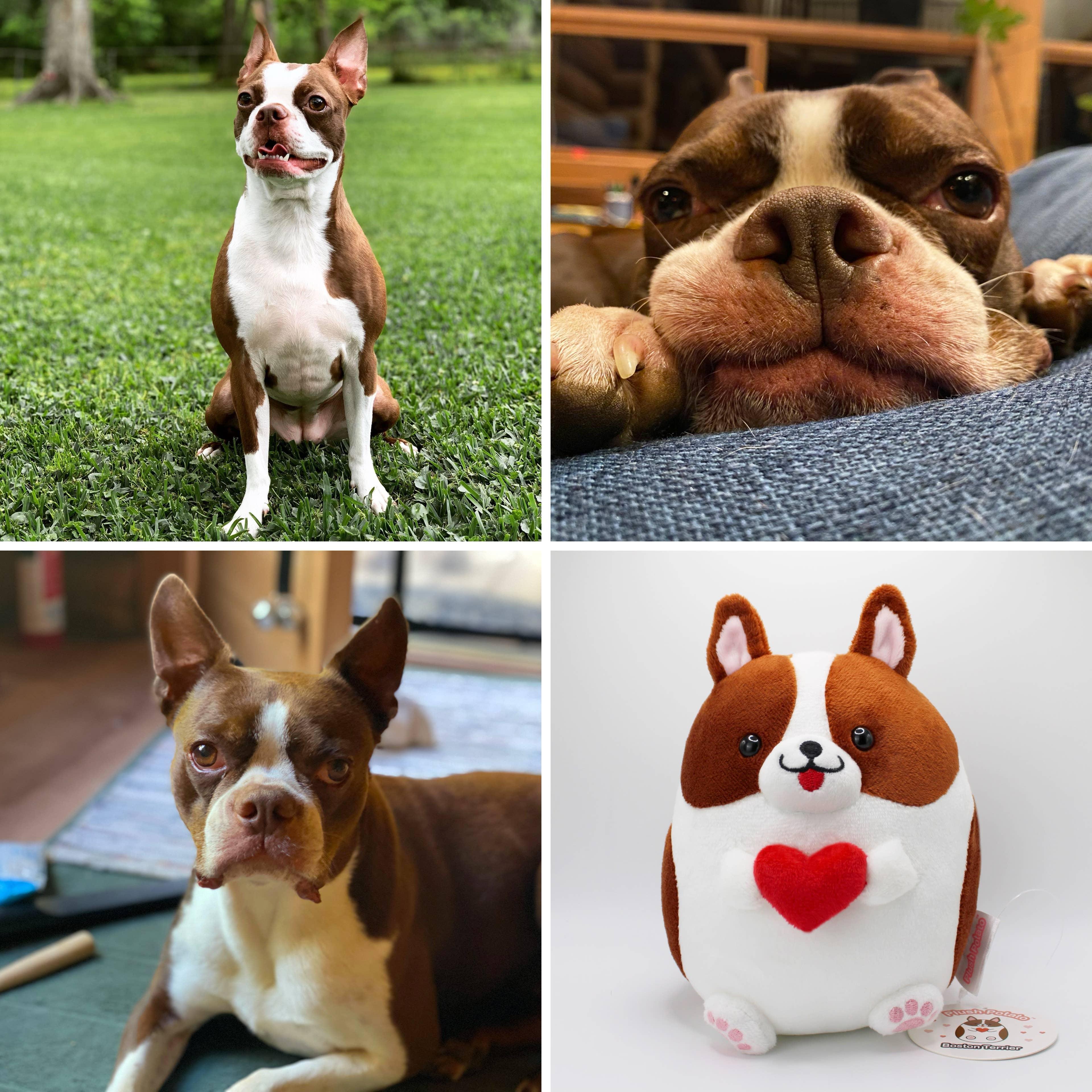 Tomoko Maruyama - Boston Terrier Plush Toy - Brown and White - Image 6